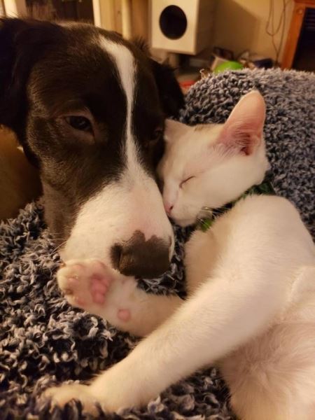 Пост о любви между собаками и кошками (17 фото)