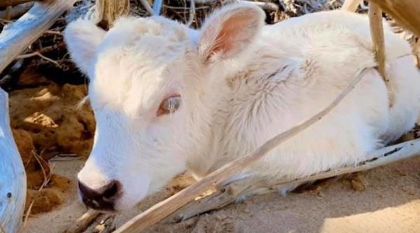 Корова, которая проплыла четыре мили в океане, родила необычного теленка