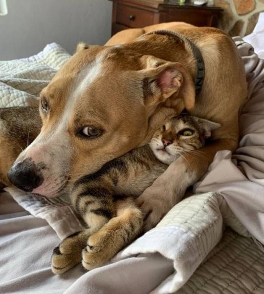 Пост о любви между собаками и кошками (17 фото)