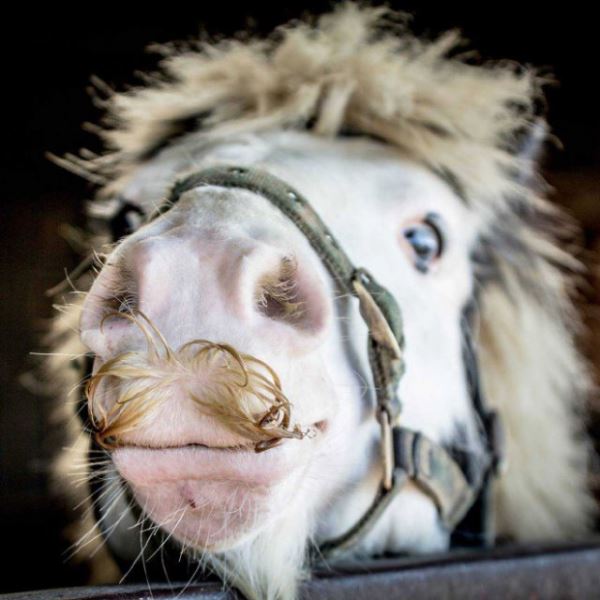 Если вам вдруг взгрустнулось, просто взгляните на этих усатых лошадок (20 фото)