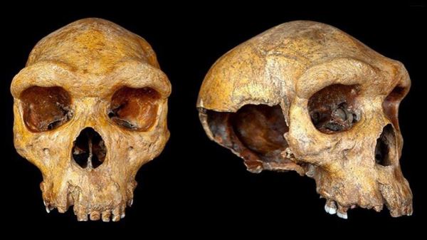 Ученые выяснили возраст Родезийского человека, обнаруженного в Африке столетие назад