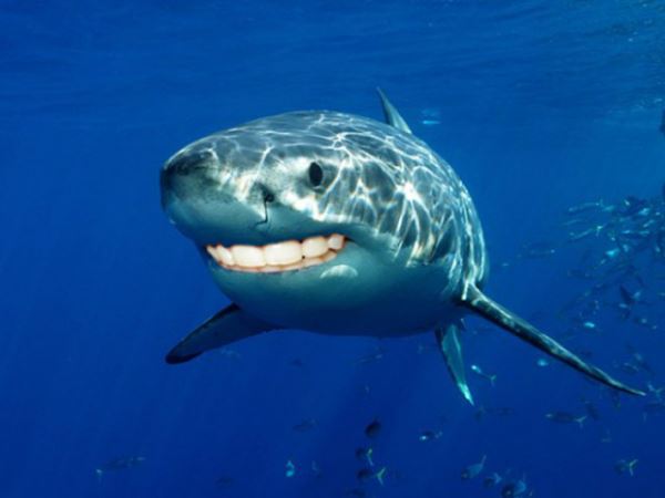 Если бы у акул были человеческие зубы (22 фото)
