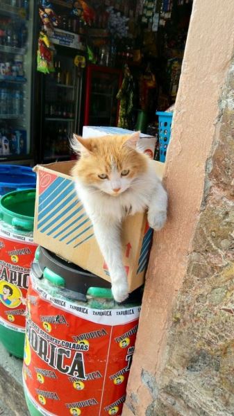 Магазинные кошки, отдыхающие на полках и витринах (33 фото)