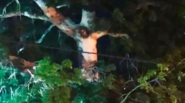 В Колумбии обнаружили дерево, которое очень похоже на Иисуса Христа