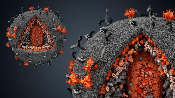 Ученый рассказал, какой вклад внесли вирусы в эволюцию человека