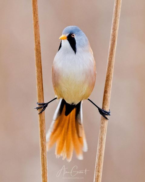 Усатая синица: смешная круглая птица, которая умеет делать идеальный шпагат (20 фото)