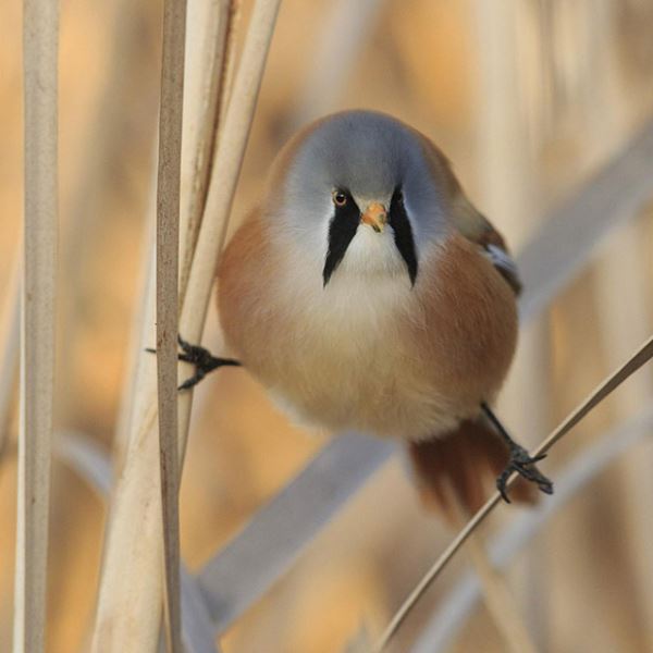 Усатая синица: смешная круглая птица, которая умеет делать идеальный шпагат (20 фото)
