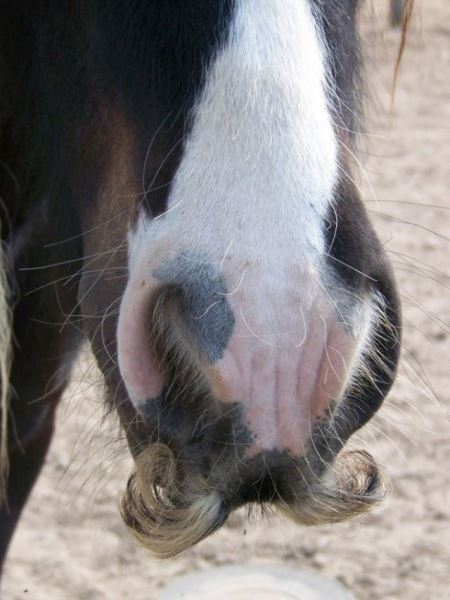 Если вам вдруг взгрустнулось, просто взгляните на этих усатых лошадок (20 фото)