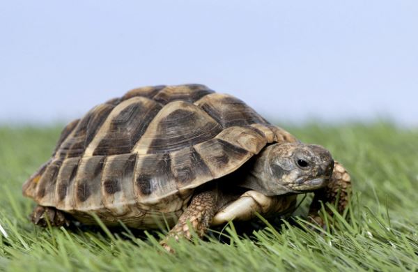 <br />
Женщину в Риме оштрафовали за выгул черепахи<br />
